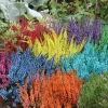 HORTI-FLANDRE - Bruyère calluna teinté orange pot 9 cm