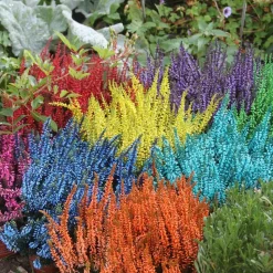 HORTI-FLANDRE - Bruyère calluna teinté orange pot 9 cm