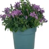 HORTI-FLANDRE - Campanule get mee rose pot 11 cm