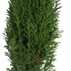 HORTI-FLANDRE - Chamaecyparis law. Elwoodii pot 13 cm