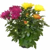 HORTI-FLANDRE - Chrysantheme multifleur arlequin pot 11 cm