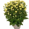HORTI-FLANDRE - Chrysantheme pomponnette jaune 25 cm et plus pot 14 cm