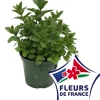 HORTI-FLANDRE - Menthe marocaine pot 14 cm