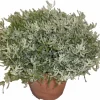 HORTI-FLANDRE - Santoline blanche p18cm