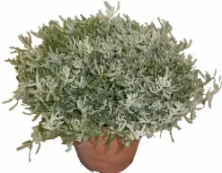 HORTI-FLANDRE - Santoline blanche p18cm