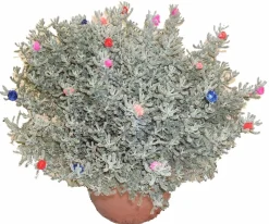 HORTI-FLANDRE - Santoline décorée p18cm