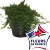 HORTI-FLANDRE - Sarriette vivace pot 14 cm