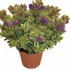 HORTI-FLANDRE - Veronique panachée p18cm