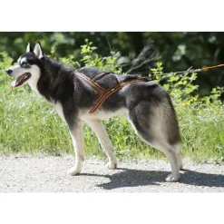 IDOG - Harnais de canicross pour chien X-Back One I-Dog L
