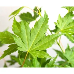 JARDINTROPIC - Acer palm. 'going green'® une variante:paume d'acer. 'passer au vert'® - ?20cm - ø13cm