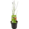 JARDINTROPIC - Acer palm. 'going green'® une variante:paume d'acer. 'pas vert'® - ?30cm - ø15cm
