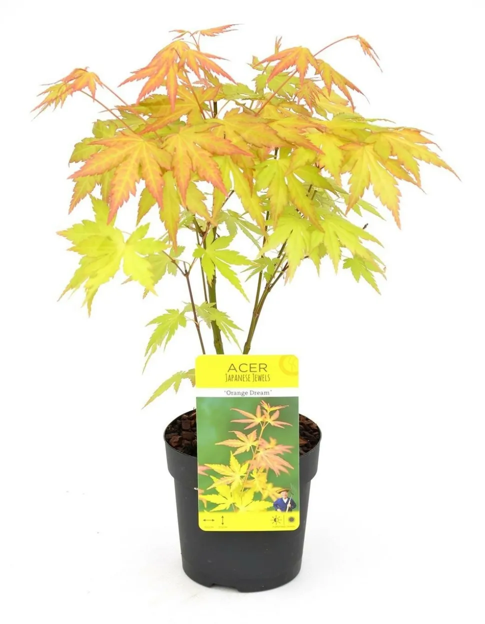 JARDINTROPIC - Acer palm. 'orange dream' une variante:paume d'acer. 'rêve orange' - ?20cm - ø10,5cm