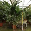 JARDINTROPIC - Adonidia merrillii (veitchia merrillii- palmier de manille) spécimen pot de 80l plusieurs troncs 250-300cm