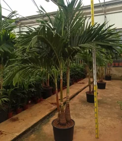 JARDINTROPIC - Adonidia merrillii (veitchia merrillii- palmier de manille) spécimen pot de 80l plusieurs troncs 250-300cm
