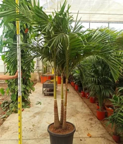 JARDINTROPIC - Adonidia merrillii (veitchia merrillii- palmier de manille) spécimen pot de 80l plusieurs troncs 250-300cm