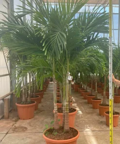 JARDINTROPIC - Adonidia merrillii (veitchia merrillii- palmier de manille) spécimen pot de 80l plusieurs troncs 250-300cm