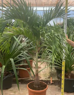 JARDINTROPIC - Adonidia merrillii (veitchia merrillii- palmier de manille) spécimen pot de 55l tronc unique 225-250cm