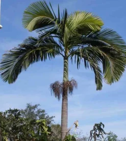 JARDINTROPIC - Archontophoenix alexandrae (palmier royal) spécimen pot de 7 litres ? 140/160 cm
