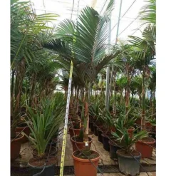 JARDINTROPIC - Archontophoenix alexandrae (palmier royal) spécimen pot de 140l - 200/250cm