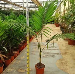 JARDINTROPIC - Archontophoenix alexandrae (palmier royal) spécimen pot de 140l - 200/250cm