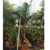 JARDINTROPIC - Archontophoenix alexandrae (palmier royal) spécimen pot de 130l plusieurs troncs 200/250cm