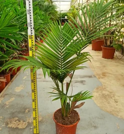 JARDINTROPIC - Archontophoenix alexandrae (palmier royal) pot de 8l plusieurs troncs 100/125cm