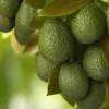 JARDINTROPIC - Avocatier : persea americana var. Bacon adulte (de greffe) pot de 25l - 160/180cm