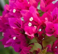 JARDINTROPIC - Bougainvillier bougainvillier 'mini thai' (bougainvillier nain) pot de 40 litres ? 100/120 cm