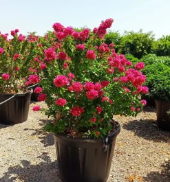 JARDINTROPIC - Bougainvillier bougainvillier 'mini thai' (bougainvillier nain) pot de 40 litres ? 100/120 cm
