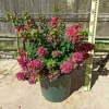 JARDINTROPIC - Bougainvillier bougainvillier 'mini thai' (bougainvillier nain) pot de 14 litres - 100/120 cm