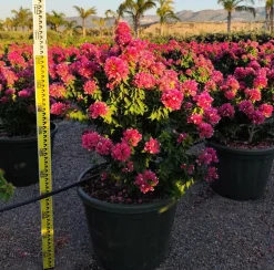 JARDINTROPIC - Bougainvillier bougainvillier 'mini thai' (bougainvillier nain) pot de 14 litres - 100/120 cm