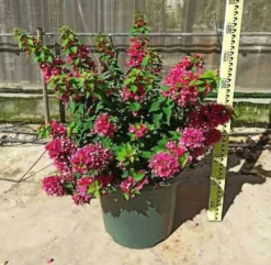 JARDINTROPIC - Bougainvillier bougainvillier 'mini thai' (bougainvillier nain) pot de 130l 150/175cm
