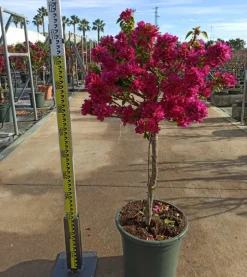 JARDINTROPIC - Bougainvillier bougainvillier 'mini thai' (bougainvillier nain) pot de 130l 150/175cm