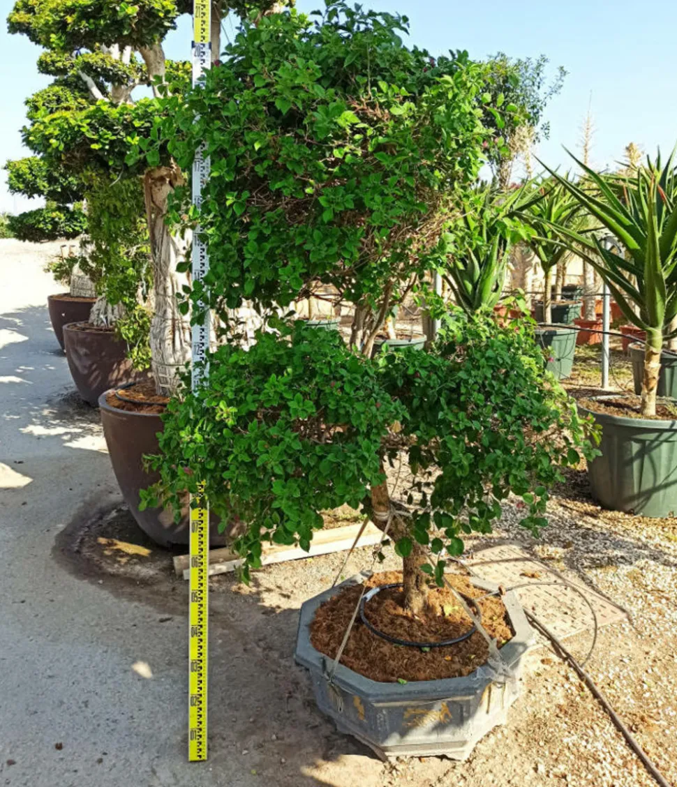 JARDINTROPIC - Bougainvillier hybride multi couleur (bougainvillier) pot de 110l 230/270cm