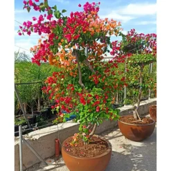 JARDINTROPIC - Bougainvillier hybride multi couleur (bougainvillier) pot de 70l 200/225cm