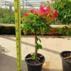 JARDINTROPIC - Bougainvillier hybride (bougainvillier) pot de 140l - 200/250cm