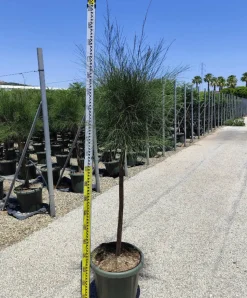 JARDINTROPIC - Casuarina cunninghamiana (filao) pot de 35l - 150/175cm