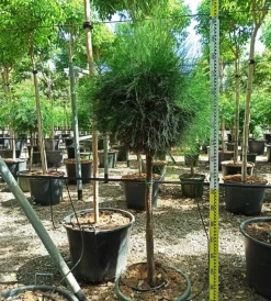 JARDINTROPIC - Casuarina cunninghamiana (filao) pot de 35l - 150/175cm