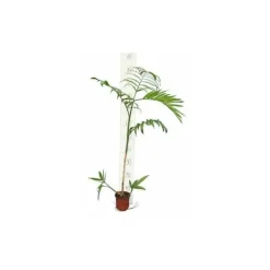 JARDINTROPIC - Chamaedorea seifrizii (palmier nain de seifriz) pot de 70l 200/225cm