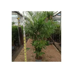 JARDINTROPIC - Chamaedorea seifrizii (palmier nain de seifriz) pot de 70l 200/225cm