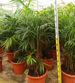 JARDINTROPIC - Chamaedorea seifrizii (palmier nain de seifriz) pot de 70l 200/225cm