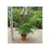 JARDINTROPIC - Chamaedorea elegans (chamédorée - palmier de montagne) pot de 3 litres ? 40/50 cm