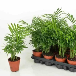 JARDINTROPIC - Chamaedorea elegans (chamédorée - palmier de montagne) pot de 3 litres ? 40/50 cm