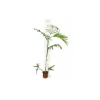 JARDINTROPIC - Chamaedorea seifrizii (palmier nain de seifriz) specimen pot de 45l - 200/225cm