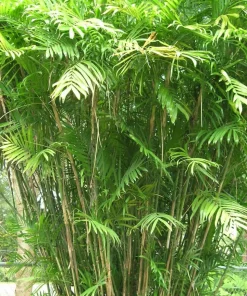 JARDINTROPIC - Chamaedorea seifrizii (palmier nain de seifriz) specimen pot de 45l - 200/225cm