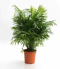 JARDINTROPIC - Chamaedorea elegans (chamédorée - palmier de montagne) pot de 0,5 litre - 20/30 cm