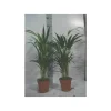 JARDINTROPIC - Chrysalidocarpus lutescens (aréca, palmier d'arec, palmier doré) pot de 2 litres ? 40/60 cm