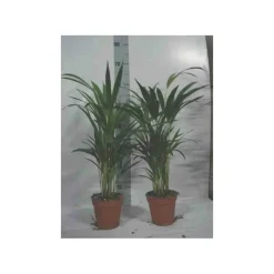 JARDINTROPIC - Chrysalidocarpus lutescens (aréca, palmier d'arec, palmier doré) pot de 2 litres ? 40/60 cm