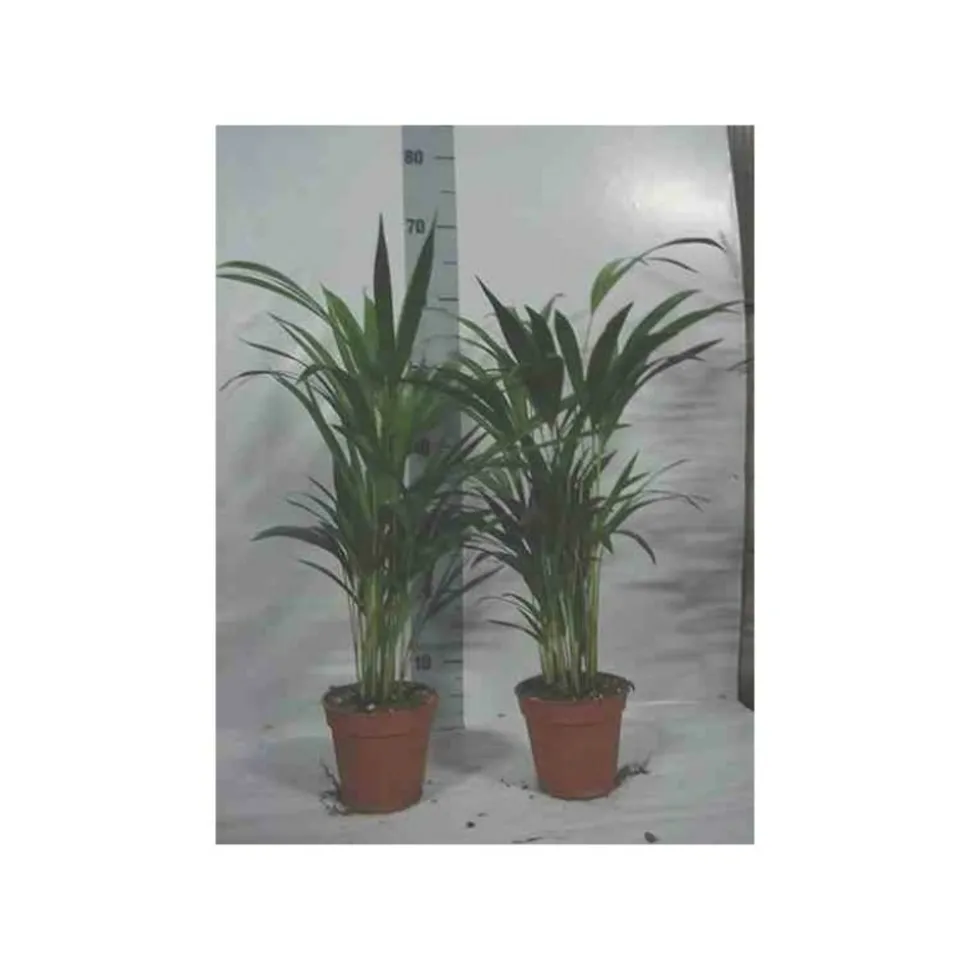 JARDINTROPIC - Chrysalidocarpus lutescens (aréca, palmier d'arec, palmier doré) pot de 2 litres ? 40/60 cm