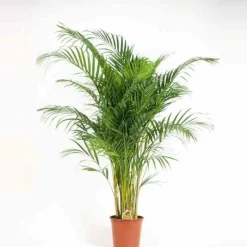 JARDINTROPIC - Chrysalidocarpus lutescens (aréca, palmier d'arec, palmier doré) pot de 2 litres ? 40/60 cm